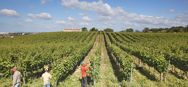 Vineyard in Algarve