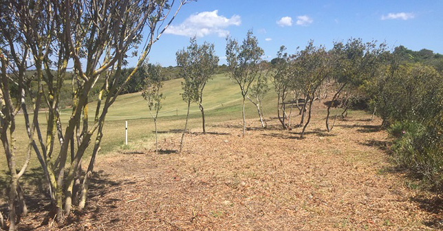Espiche Golf continues to improve - An example of bush clearing to the right of hole 16 while allowing nature to regenerate itself on a strip next to the fairway. Golfers can now find their ball and play out onto the grassed area.