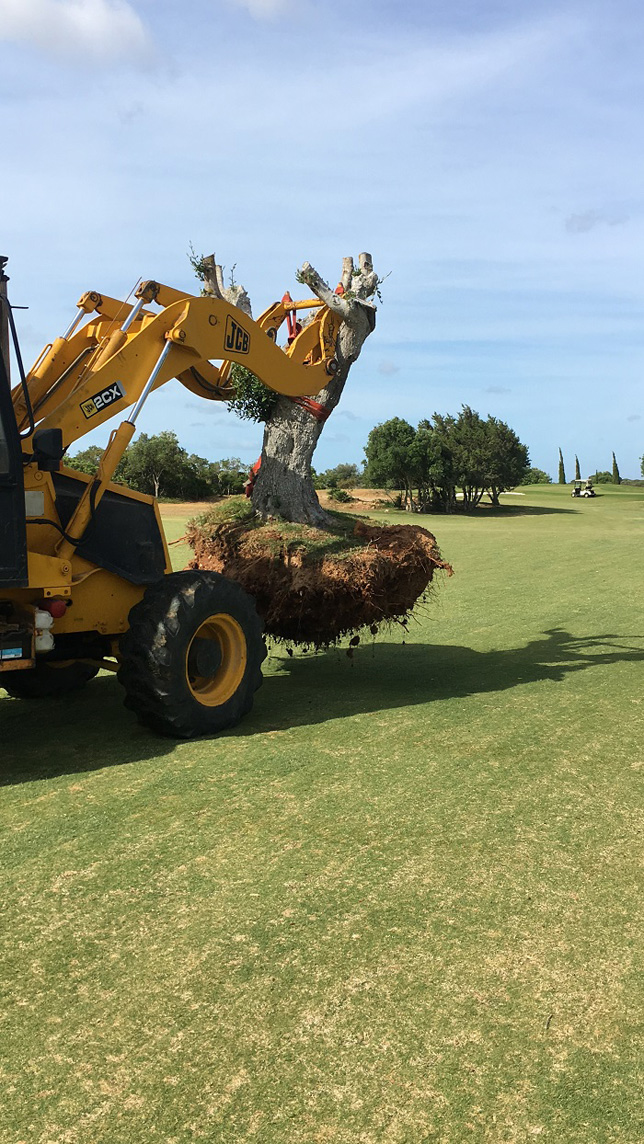 Espiche Golf continues to improve - At Espiche Golf we do not cut down trees. A good example of an olive tree on hole 17 being replaced from a playable area to allocation to the side of the fairway.