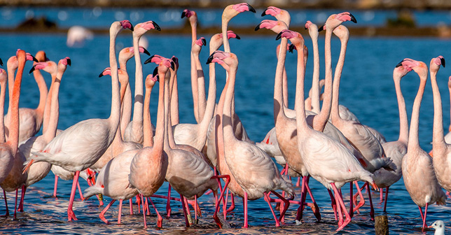 A colony of 550 Flamingos were born in the Algarve